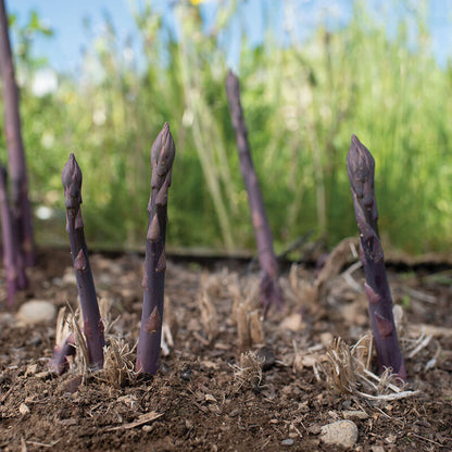 Planting Asparagus Seeds All Seasons