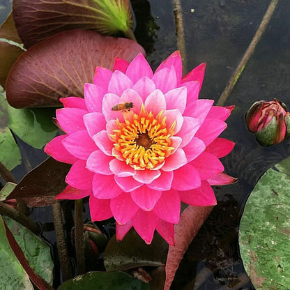 🌸LAST DAY Promotion 35% OFF🌸 Hydroponic Lotus 🌸 | Fresh, Simple & Beautiful(🌱Survival Guaranteed: Free Replacements🌿)
