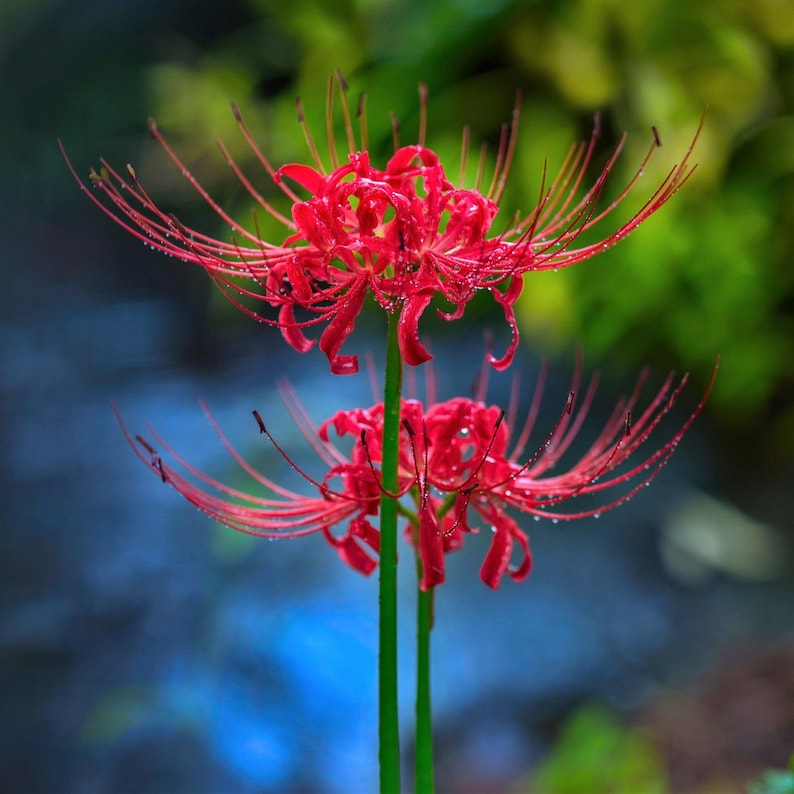 Spider Lily Bulbs-Multicolor🌈
