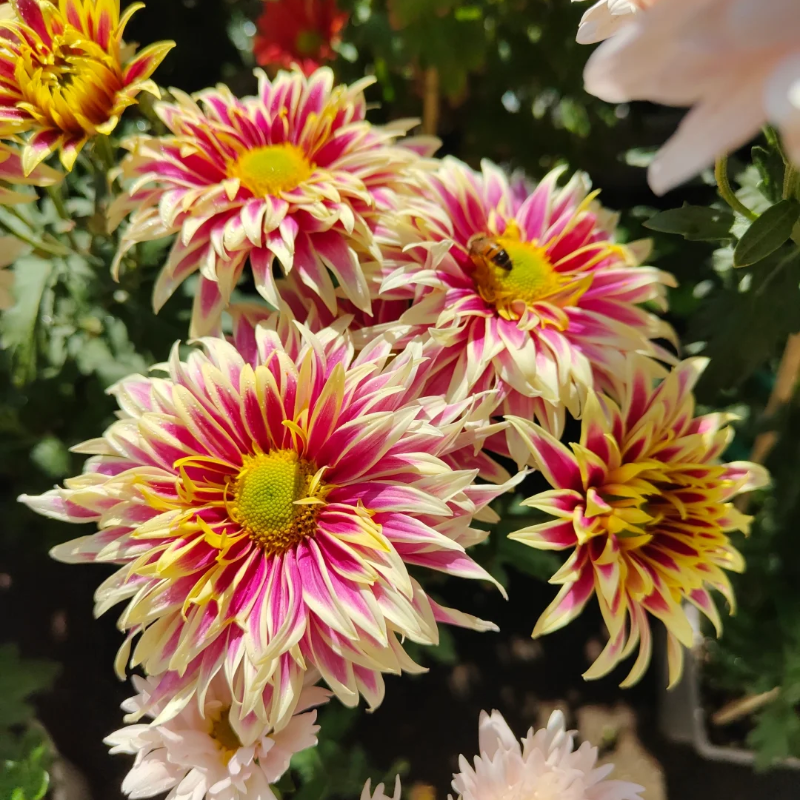 Rare Treasure Chrysanthemum Seeds