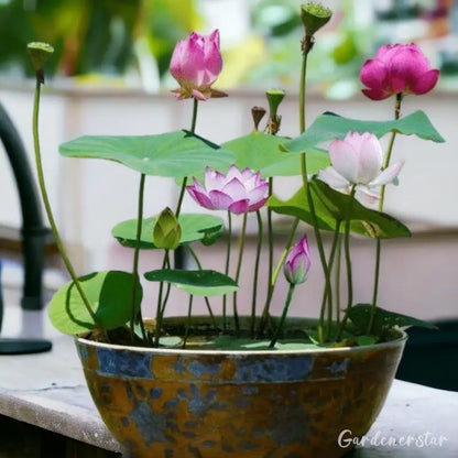 Bowl Lotus Nutrient Solution -Universal Water Soluble Fertilizer