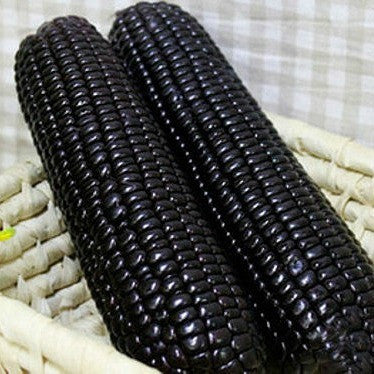 Black Corn Seeds-Organic Maiz Morado