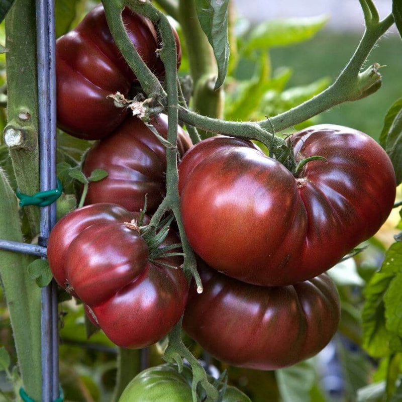 Organic Brandywine Tomato Seeds