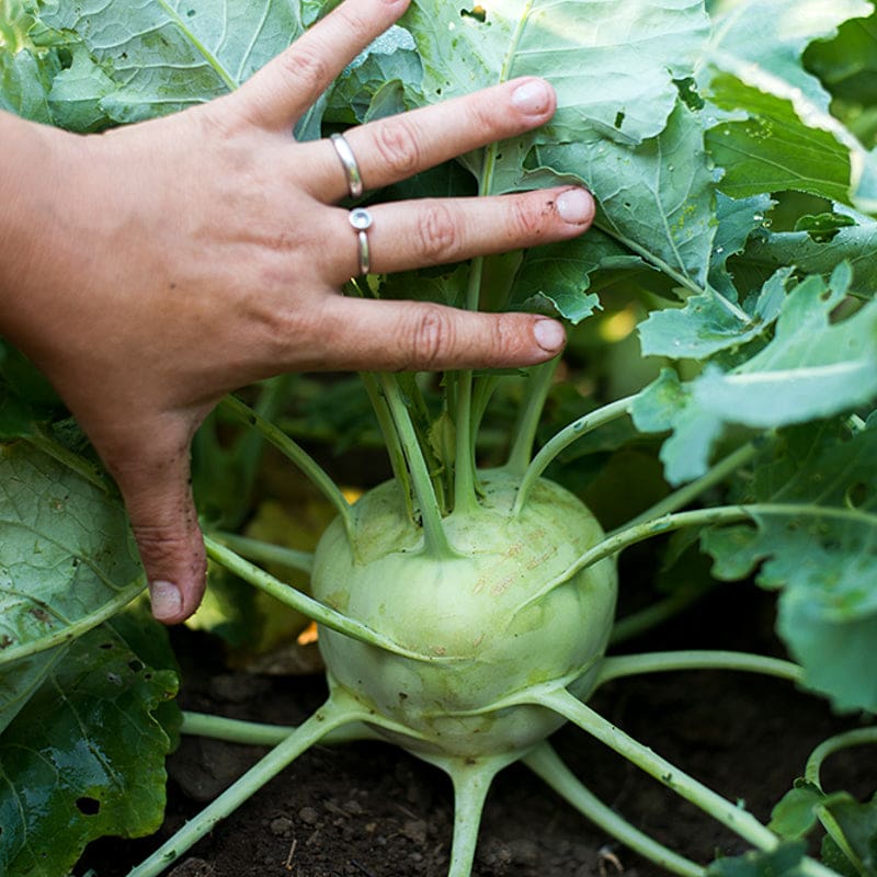 Kohlrabi Seeds