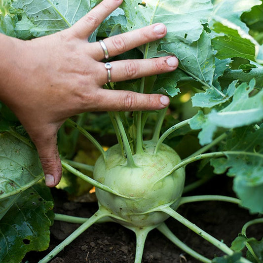 Kohlrabi Seeds