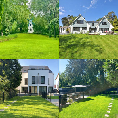 🌱High quality evergreen lawn seeds