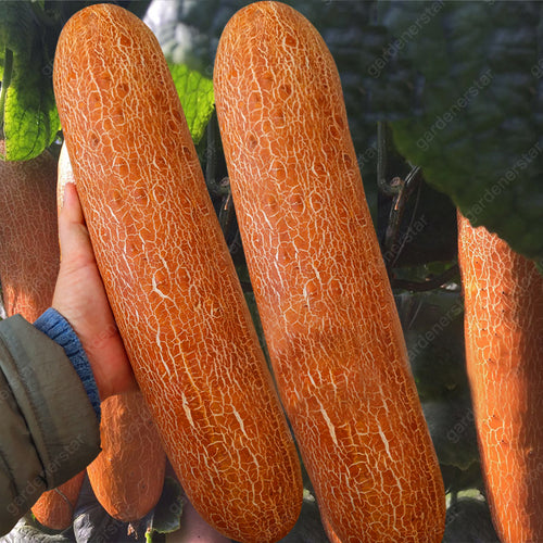 Old Cucumber Seeds