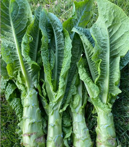 Lettuce Seeds Family Gourmet