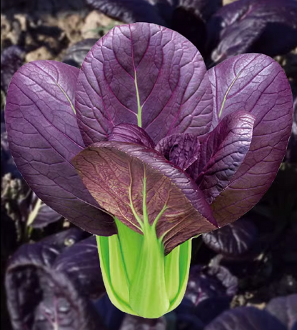 Purple Rapeseed Vegetable Seeds-Winter Marvel Bug Repellent