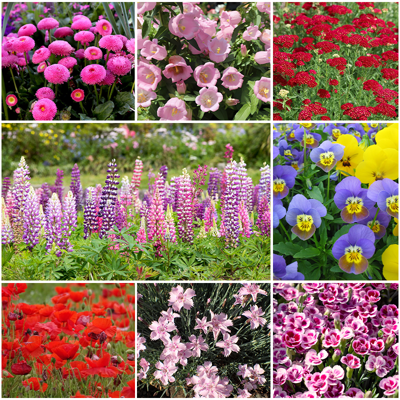 🌺Four Seasons Flowering Mixed Flower Sea Seeds