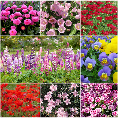 🌺Four Seasons Flowering Mixed Flower Sea Seeds