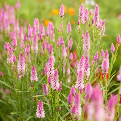 Everything You Can Direct Sow Outside in June