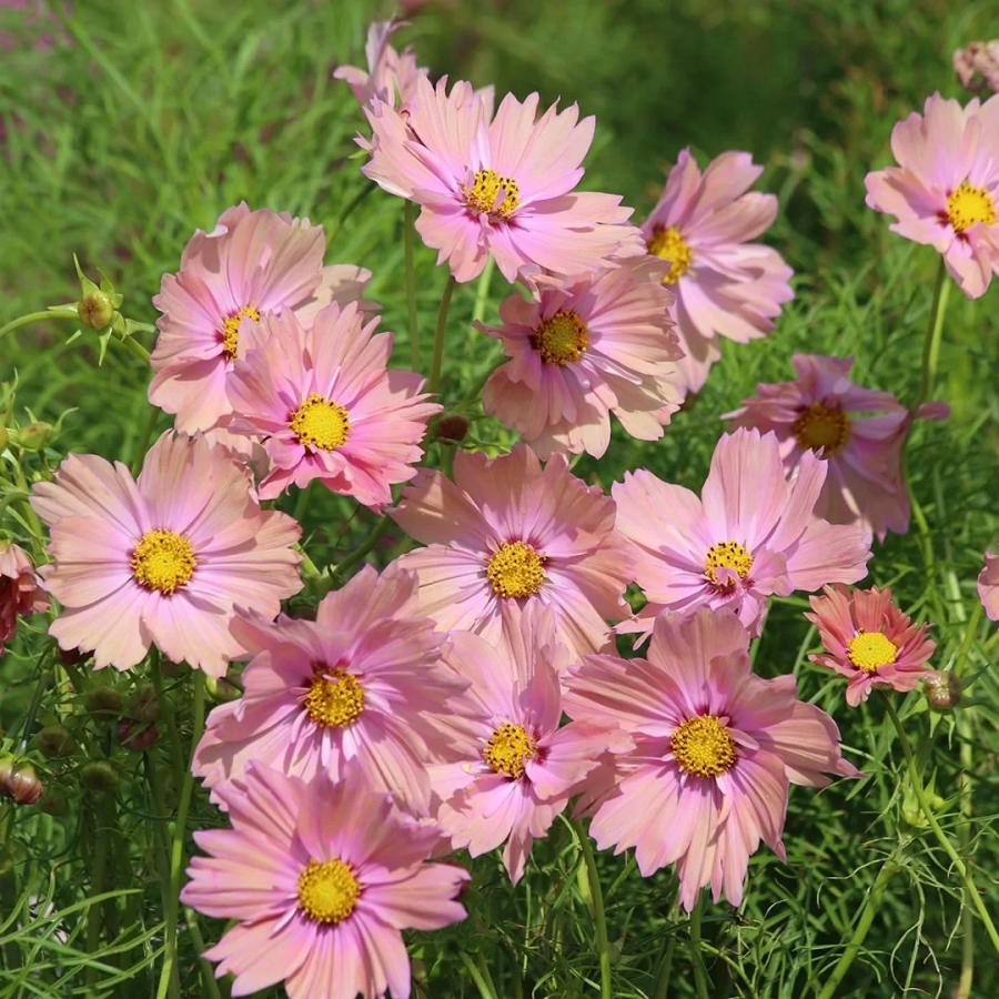 🌺Cosmos - Blooming Means Happiness And Luck