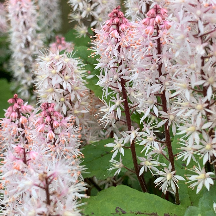 Pink Skyrocket Foam Flower