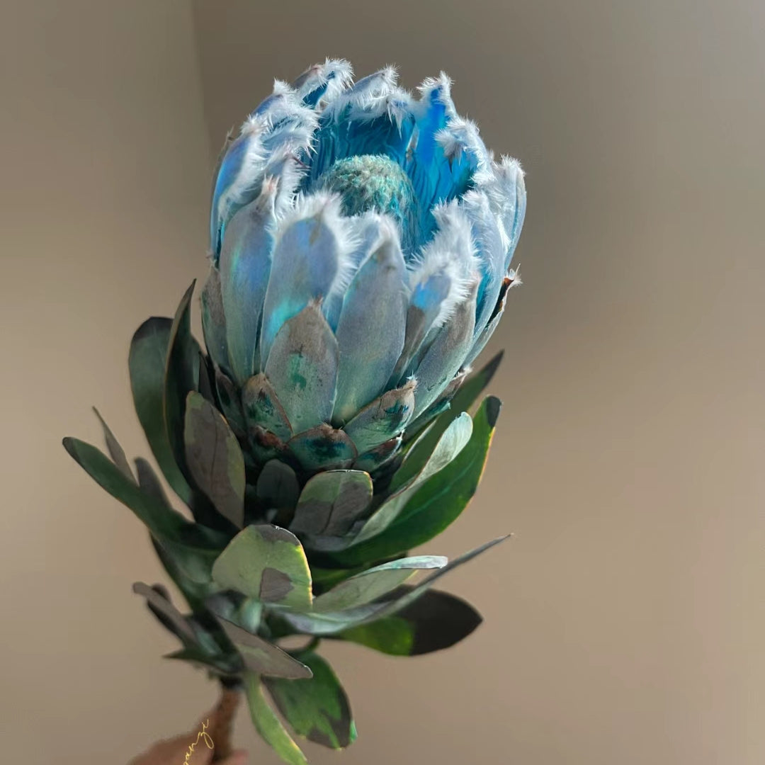 South African Princess Flower Seeds