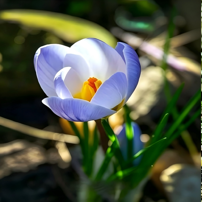 🌸 Premium Saffron Crocus Bulbs-The Gold Among Flowers