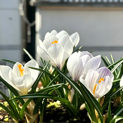 🌸 Premium Saffron Crocus Bulbs-The Gold Among Flowers