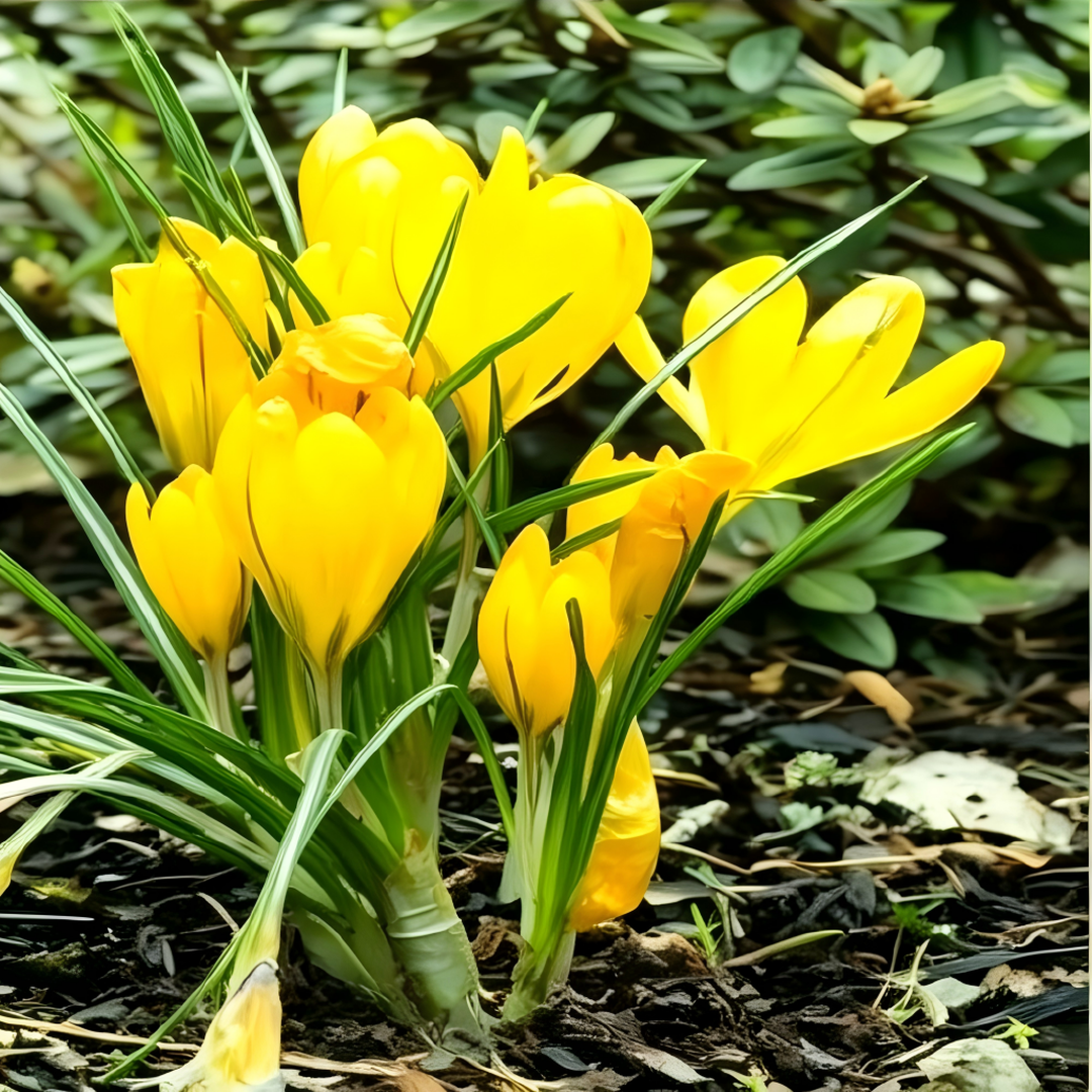 🌸 Premium Saffron Crocus Bulbs-The Gold Among Flowers