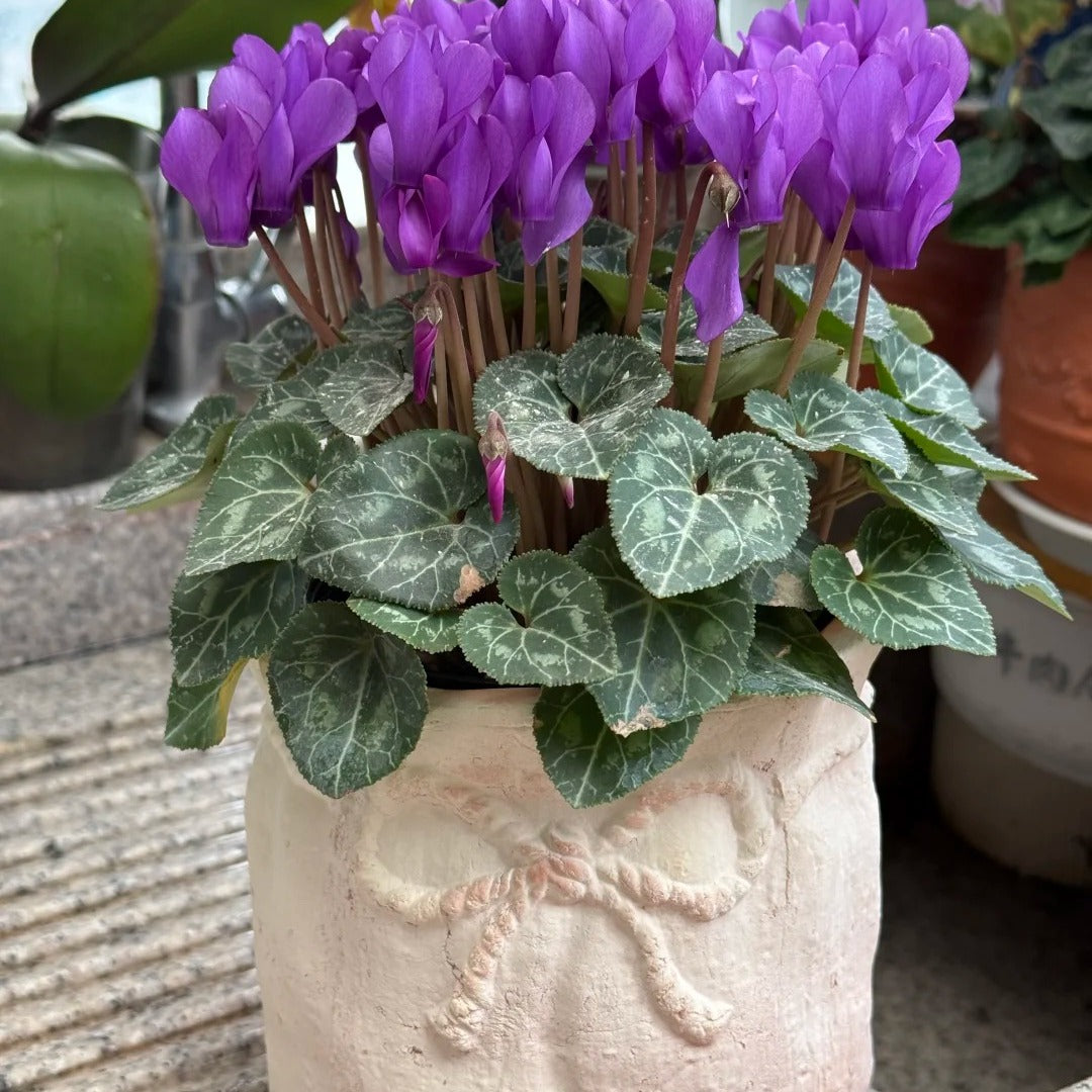 🌸 Fragrant Cyclamen Bulbs-Sweet Scent, Simple Care