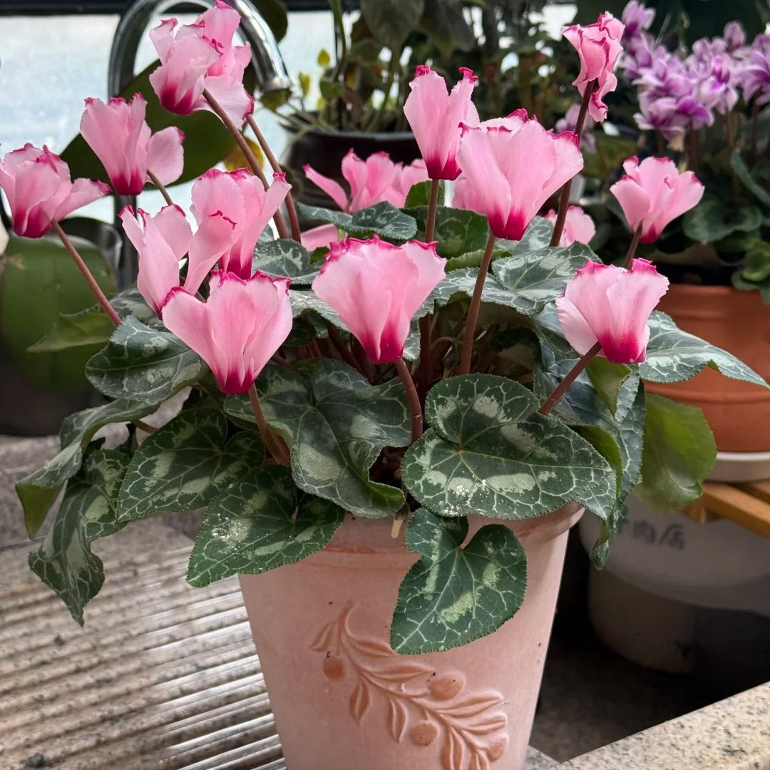 🌸 Fragrant Cyclamen Bulbs-Sweet Scent, Simple Care