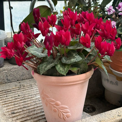 🌸 Fragrant Cyclamen Bulbs-Sweet Scent, Simple Care