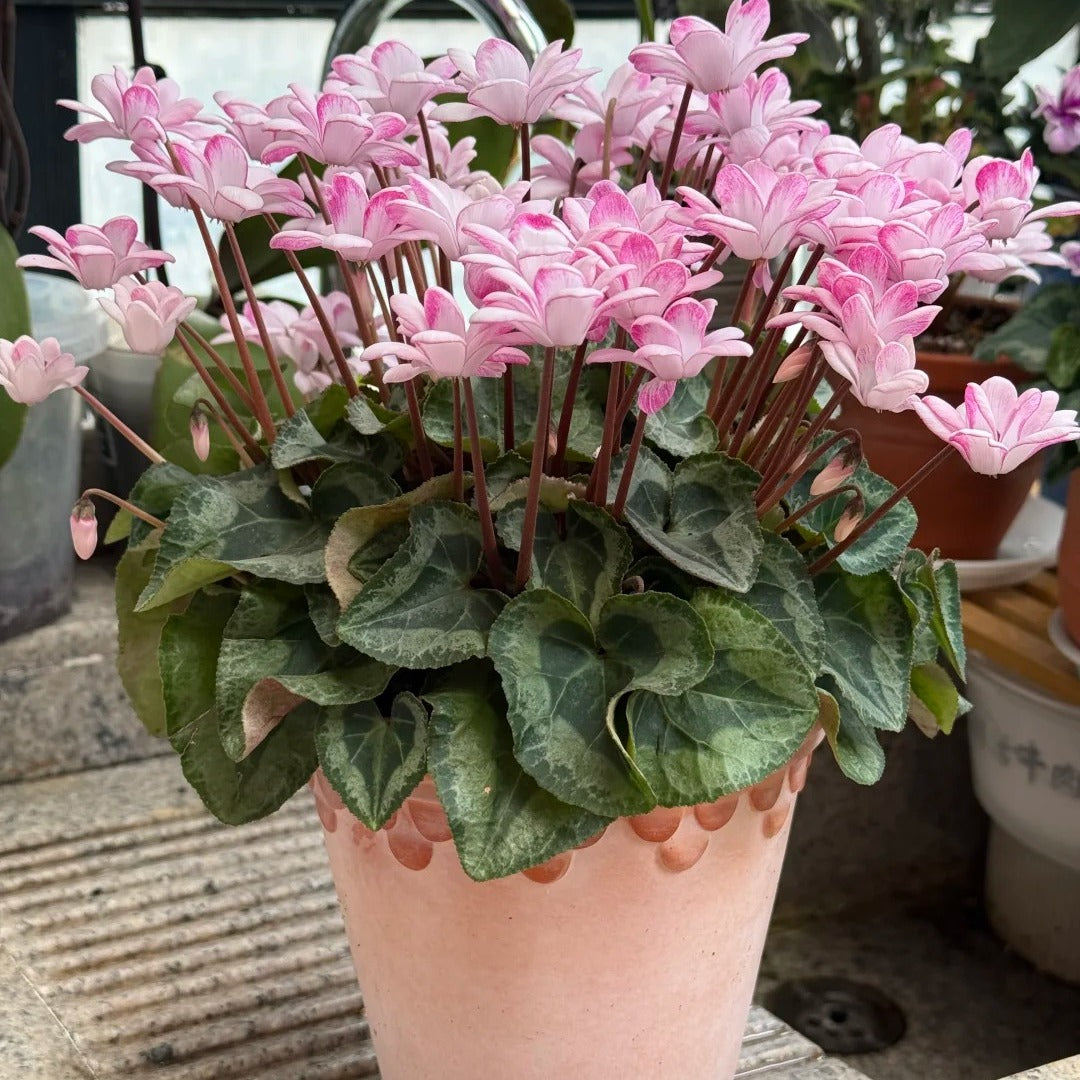 🌸 Fragrant Cyclamen Bulbs-Sweet Scent, Simple Care