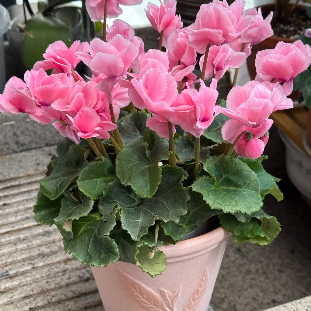 🌸 Fragrant Cyclamen Bulbs-Sweet Scent, Simple Care