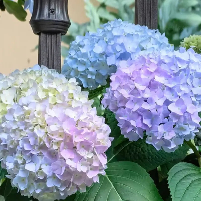 Hyadrange Seed-Perennial Flower Seeds-Easy To Plant