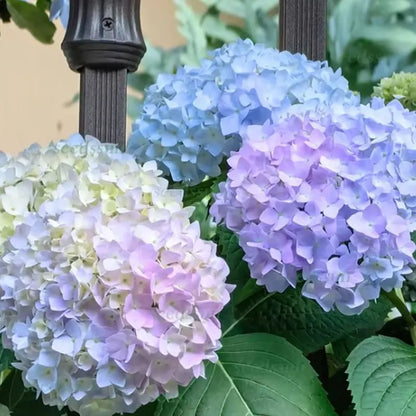 Hyadrange Seed-Perennial Flower Seeds-Easy To Plant