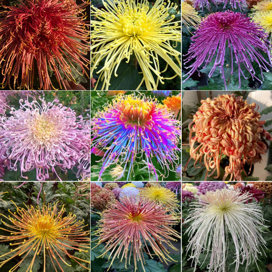 Rare Golden Chrysanthemum Seeds-Longevity Flower💞