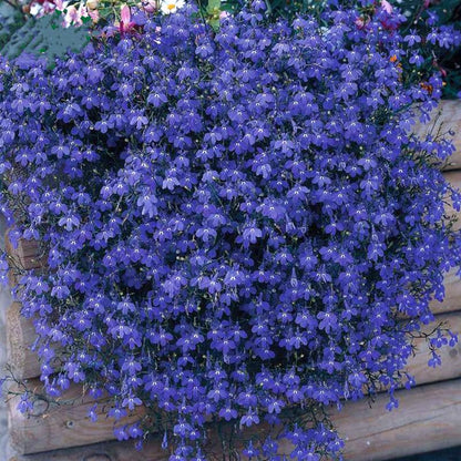 Lobelia Seeds - One of the best edging plants