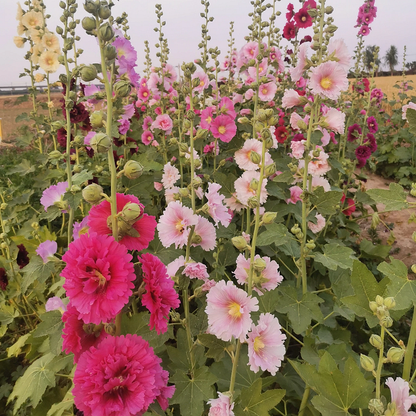 Single Flowered Hollyhock Seeds