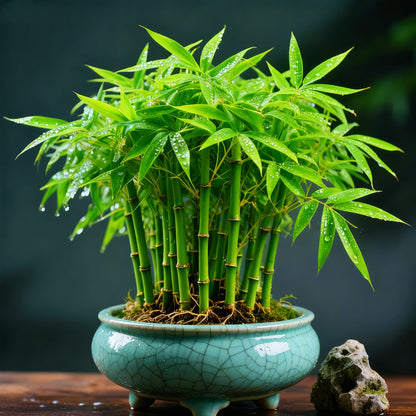 🌿 DreamBamboo Bulbs— Multi-Color Lucky Bamboo Cypress
