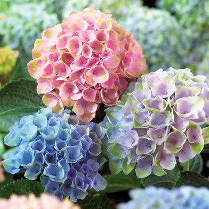 Hyadrange Seed-Perennial Flower Seeds-Easy To Plant