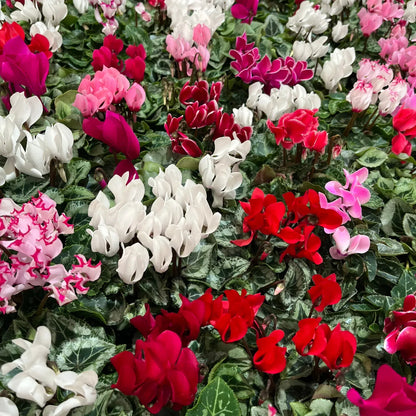 Cyclamen Flower Seeds