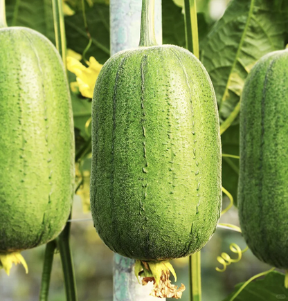 Apple Luffa Seeds
