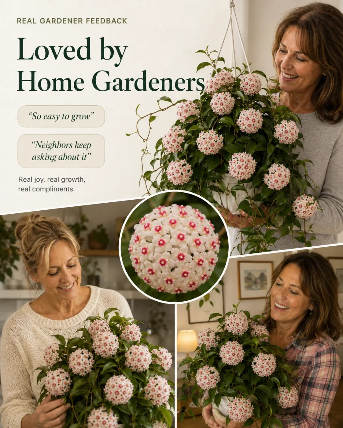 🌸Premium Hoya Carnosa Fresh Bulbs | Easy-to-Grow Cascading Wax Plant