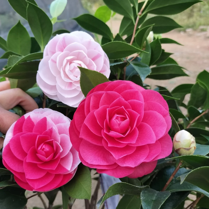 Five-color Red Camellia