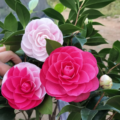 Five-color Red Camellia