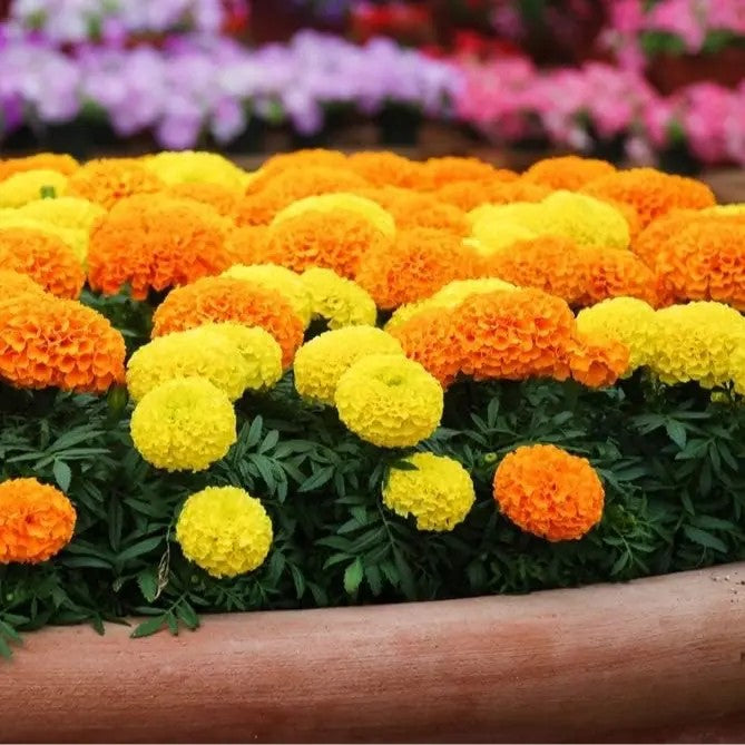 🌼Marigold Seeds for Planting – Natural Pest Control & Edible Flowers