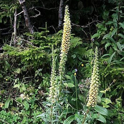 RUSTY FOXGLOVE Hummingbird Flower Digitalis Ferruginea Yellow Herald Seeds
