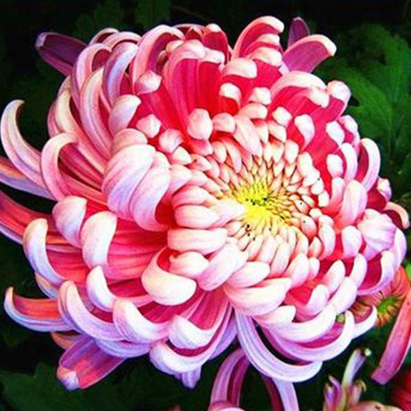 Sweet Pink Helichrysum Strawflower Seeds