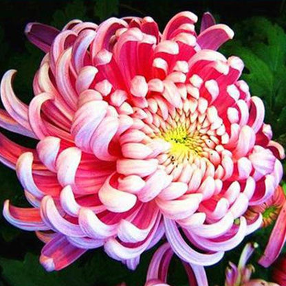 Sweet Pink Helichrysum Strawflower Seeds