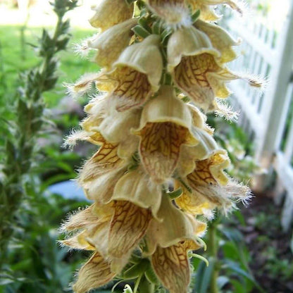 RUSTY FOXGLOVE Hummingbird Flower Digitalis Ferruginea Yellow Herald Seeds