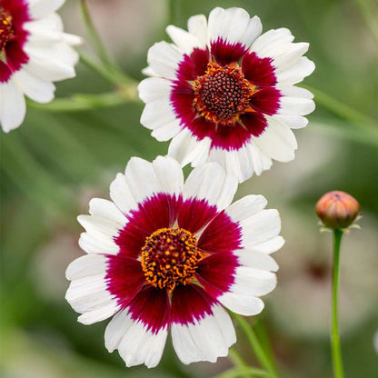 Coreopsis, Ruby Kiss