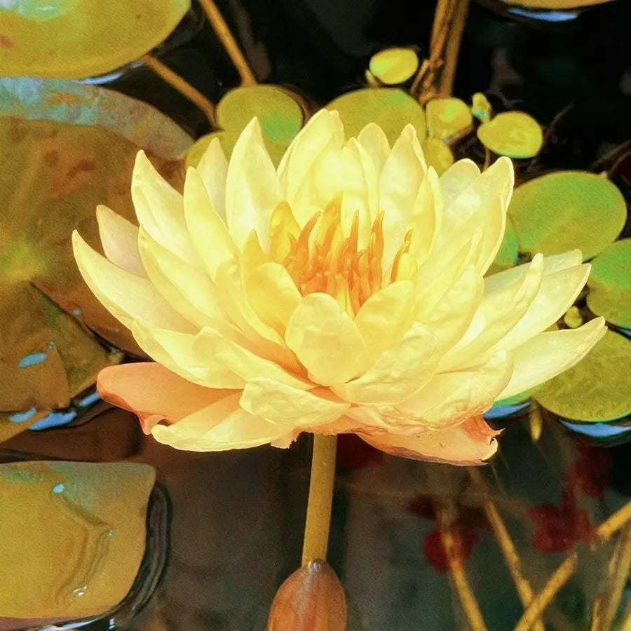 🌸LAST DAY Promotion 35% OFF🌸 Hydroponic Lotus 🌸 | Fresh, Simple & Beautiful(🌱Survival Guaranteed: Free Replacements🌿)