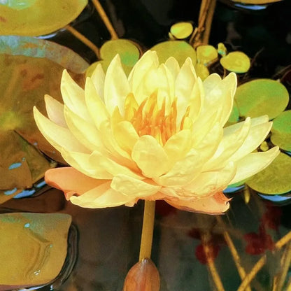 🌸LAST DAY Promotion 35% OFF🌸 Hydroponic Lotus 🌸 | Fresh, Simple & Beautiful(🌱Survival Guaranteed: Free Replacements🌿)