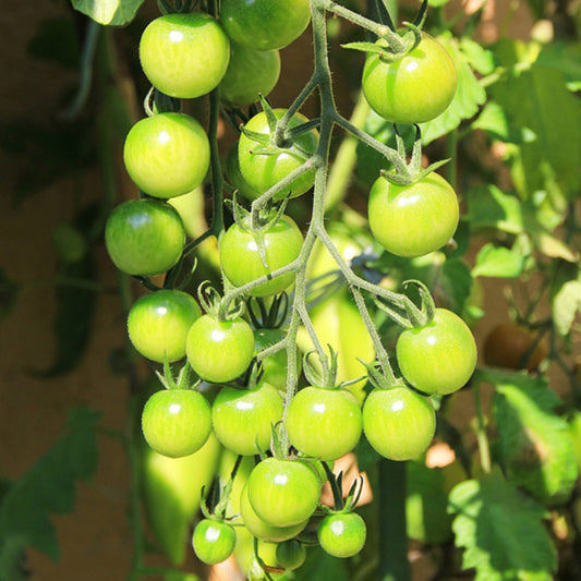 Emerald Tomato Seeds