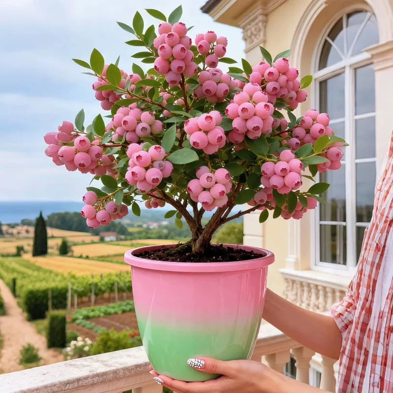 🔥 Rare Pink Blueberry (Potted plant)