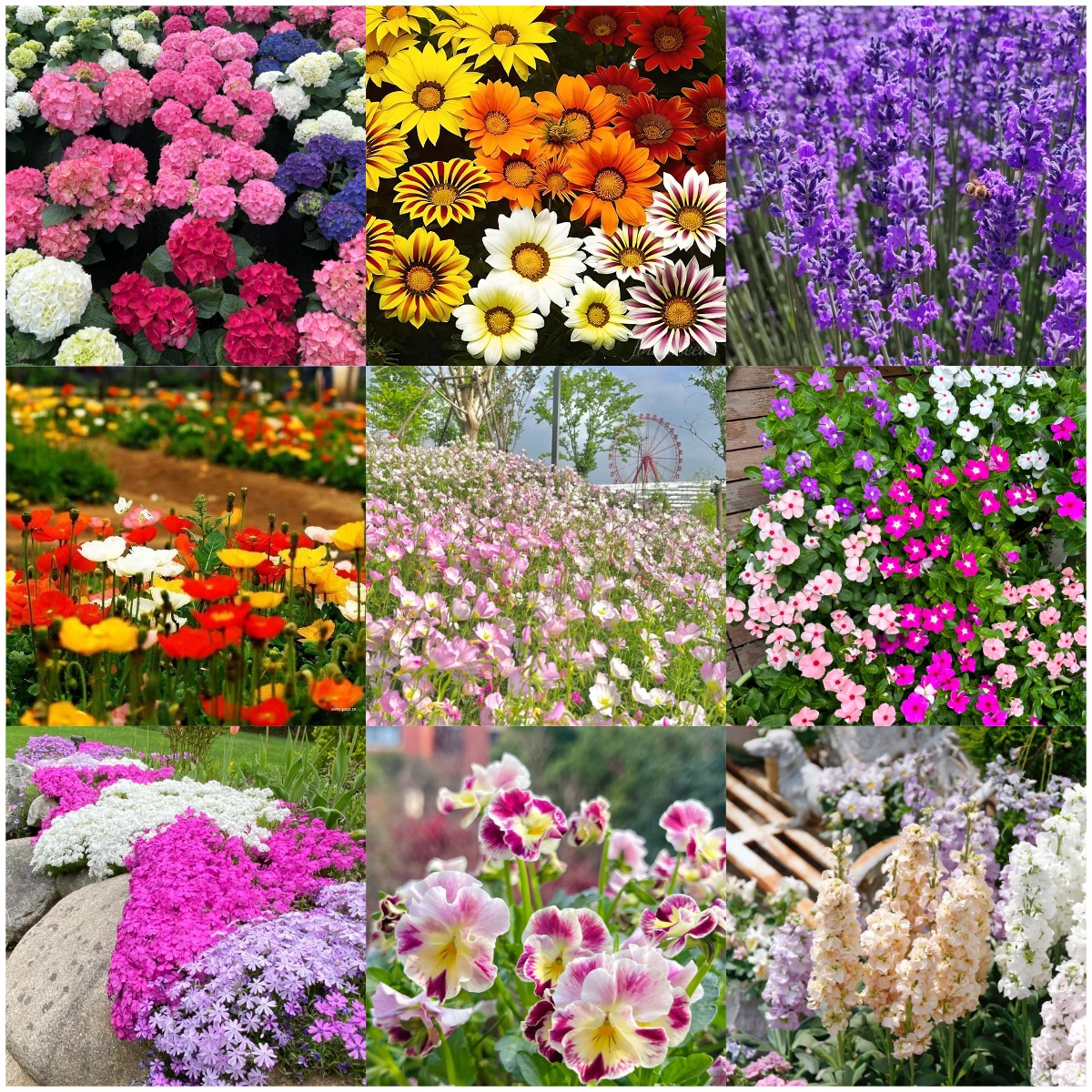 🌺Four Seasons Flowering Mixed Flower Sea Seeds